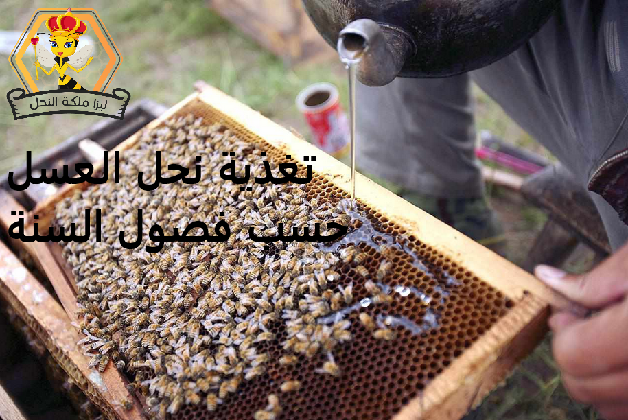 تغذية نحل العسل حسب فصول السنة