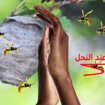 الفرمونات عند النحل