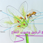 جمع الرحيق وحبوب اللقاح