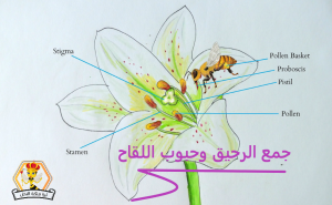 جمع الرحيق وحبوب اللقاح